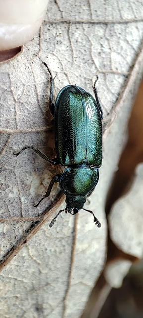Platycerus caraboides - kis fémesszarvasbogár