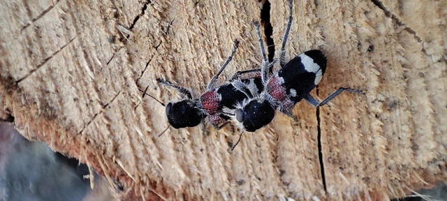 Clerus mutillarius - feketenyakú szúfarkas