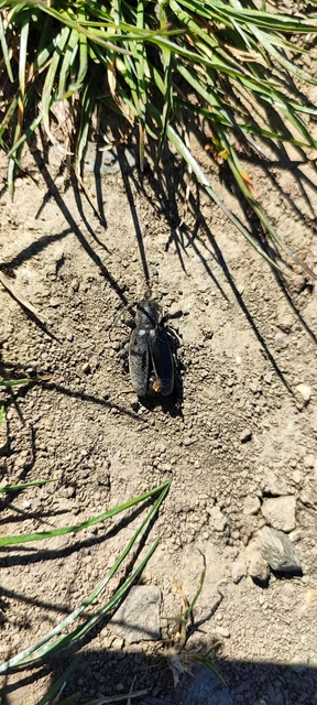 Dorcadion aethiops - fekete gyalogcincér