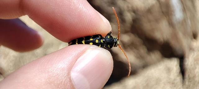 Plagionotus arcuatus - bársonyos darázscincér