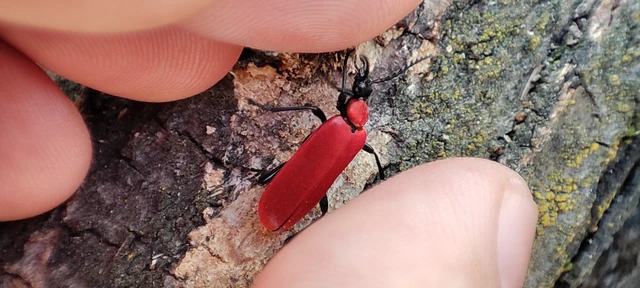 Pyrochroa coccinea - nagy bíborbogár