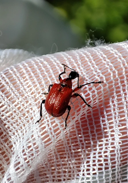 Apoderus coryli - mogyoró-levélsodró