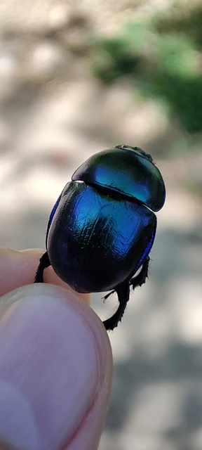 Trypocopris vernalis - tavaszi álganéjtúró