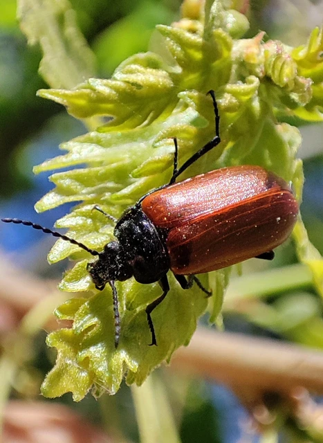 Omophlus Omophlus