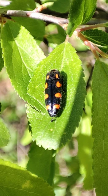 Ptosima undecimmaculata - sárgafoltos díszbogár