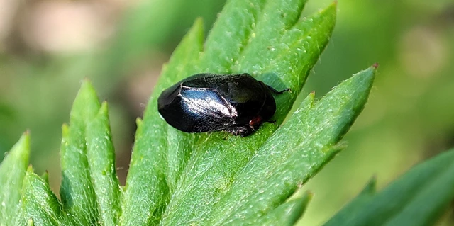 Penthimia nigra - fekete kabóca Penthimia nigra - fekete kabóca