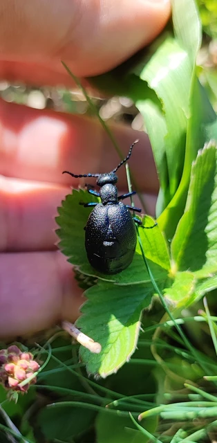 Meloe proscarabaeus - közönséges nünüke