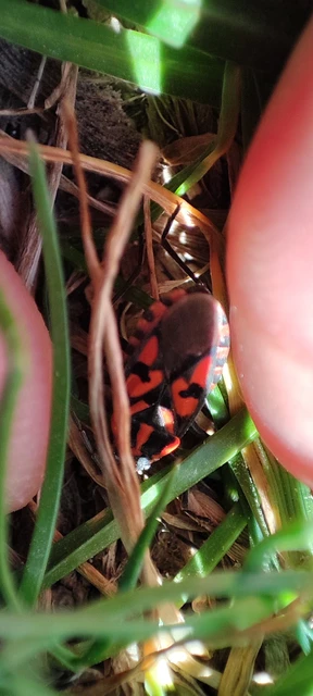 Spilostethus saxatilis - virágbodobács