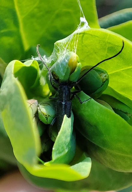 Phytoecia uncinata - szeplőlapucincér