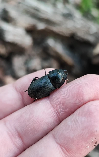 Dorcus parallelipipedus - kis szarvasbogár