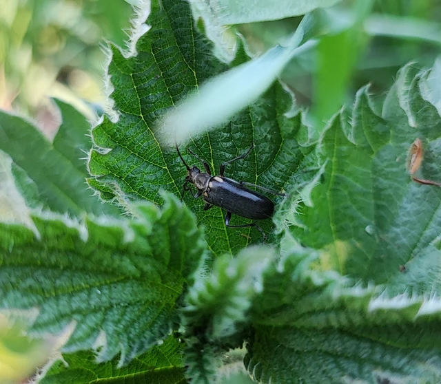 Cortodera humeralis - négyfoltos cserjecincér