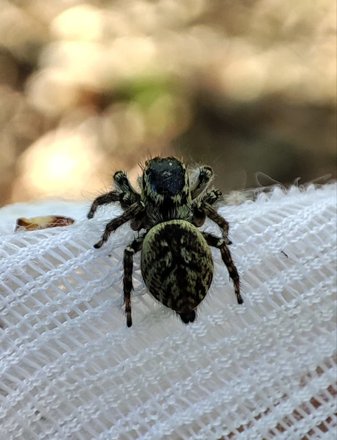 Salticidae - ugrópókok