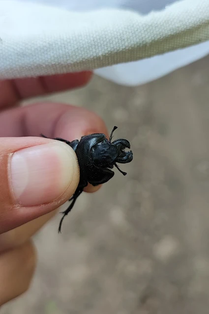 Lethrus apterus - nagyfejű csajkó