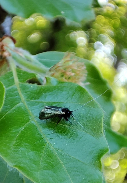 Adela reaumurella - smaragdfényű tőrösmoly