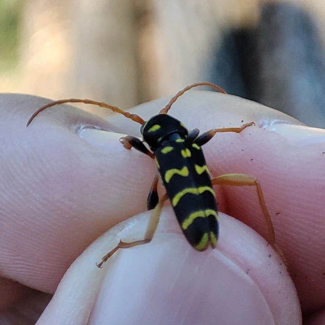 Plagionotus arcuatus - bársonyos darázscincér