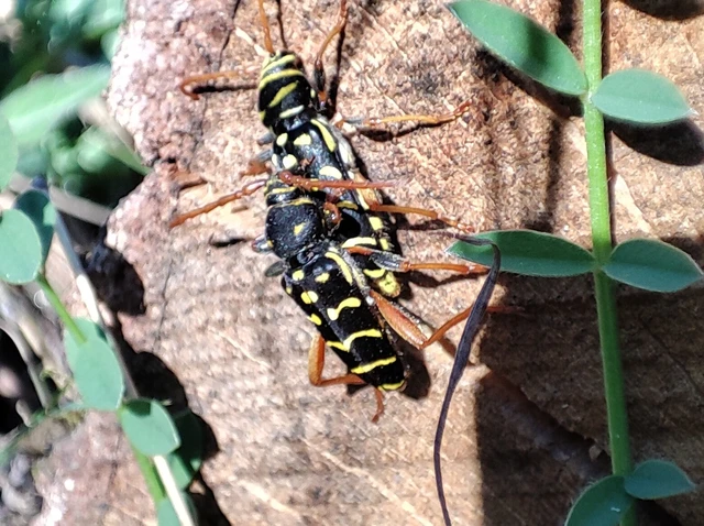Plagionotus arcuatus - bársonyos darázscincér