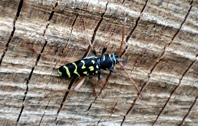 Plagionotus arcuatus - bársonyos darázscincér