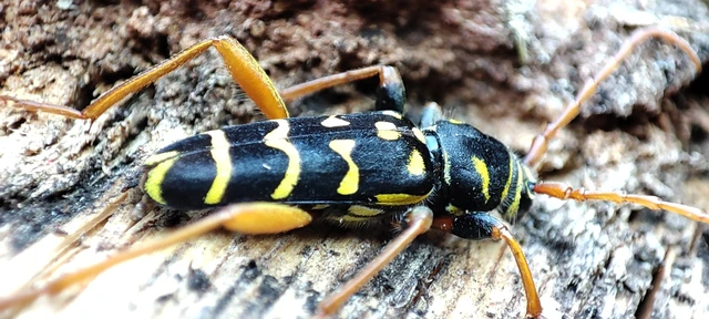 Plagionotus arcuatus - bársonyos darázscincér