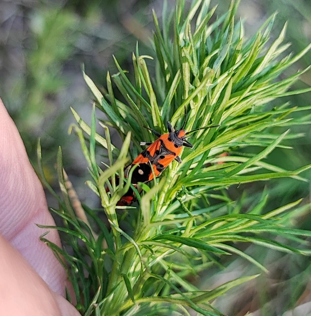 Lygaeus equestris/simulans