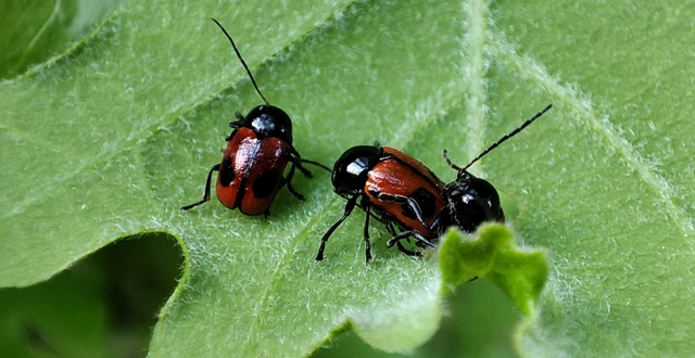 Cryptocephalus bipunctatus - kétpettyes zömökbogár