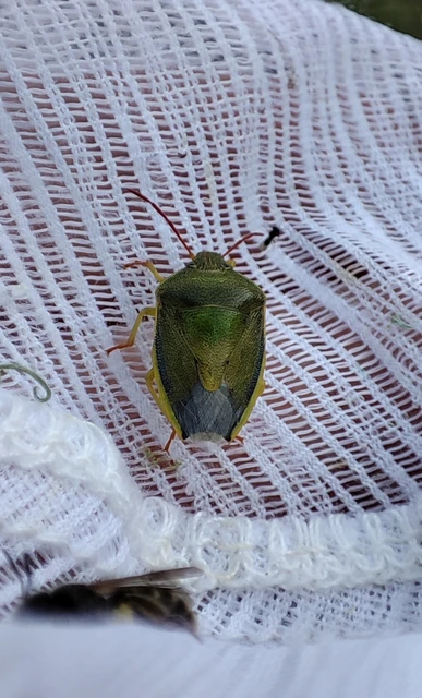 Piezodorus lituratus - bíboros címerespoloska Piezodorus lituratus - bíboros címerespoloska