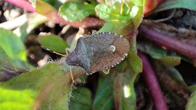 Pentatomidae - címerespoloskák