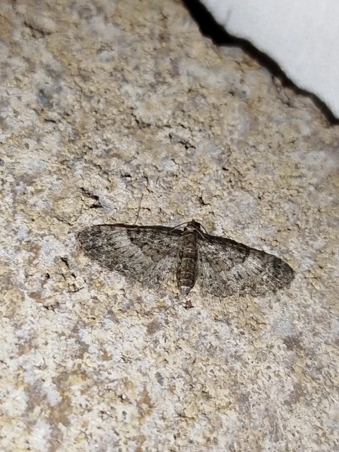 Eupithecia dodoneata - tölgy-törpearaszoló