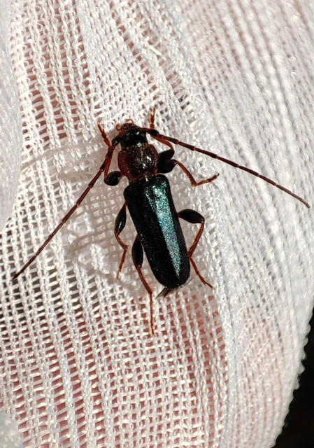 Phymatodes testaceus - változékony korongcincér