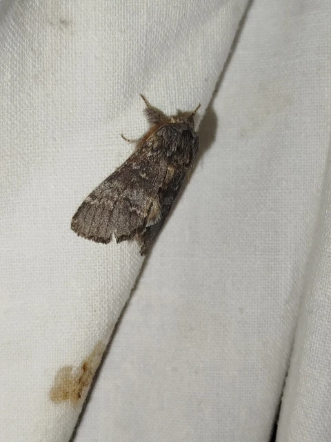 Drymonia ruficornis - cserfa-púposszövő
