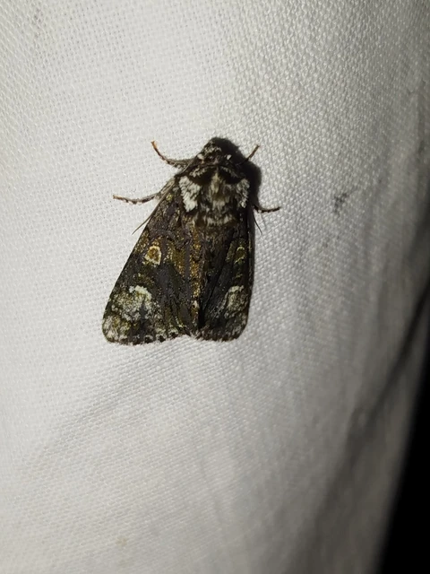 Craniophora ligustri - fagyalbagoly