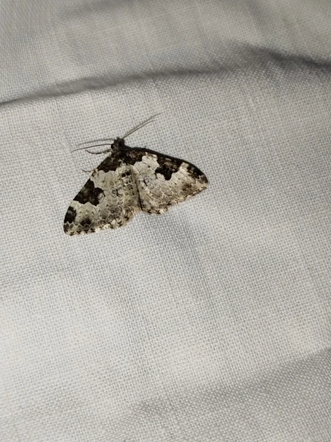 Xanthorhoe fluctuata - közönséges tarkaaraszoló