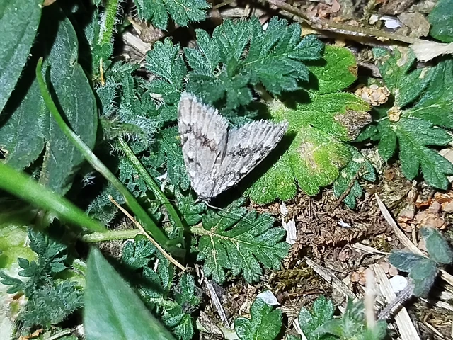 Nola cicatricalis - szürke pamacsosszövő