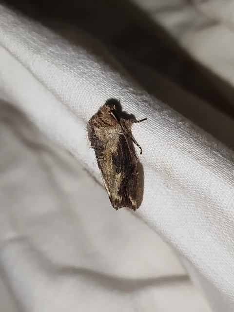 Egira conspicillaris - változékony szürkebagoly