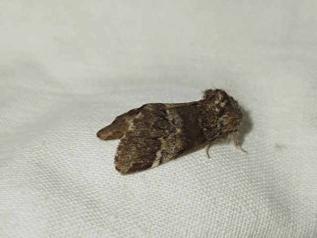 Drymonia dodonea - bélyeges púposszövő