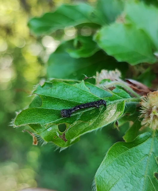 Apocheima pilosaria - zöldes tavasziaraszoló