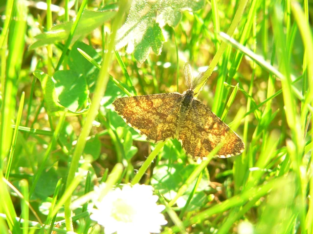 Ematurga atomaria - barna rétiaraszoló