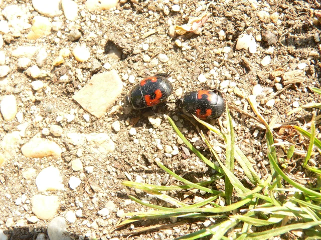 Hister quadrimaculatus - közönséges sutabogár