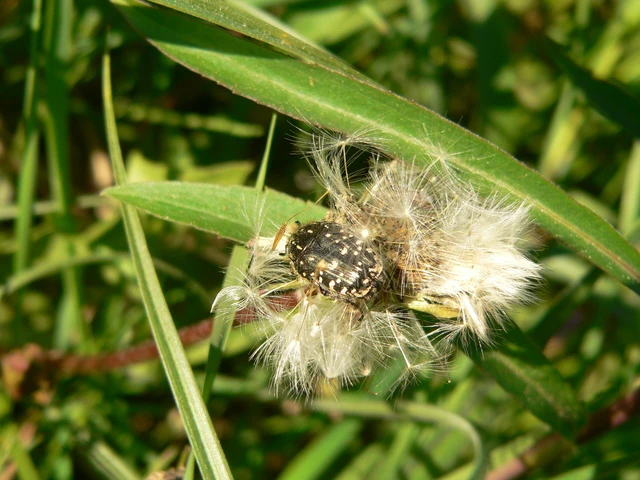 Oxythyrea funesta - sokpettyes virágbogár