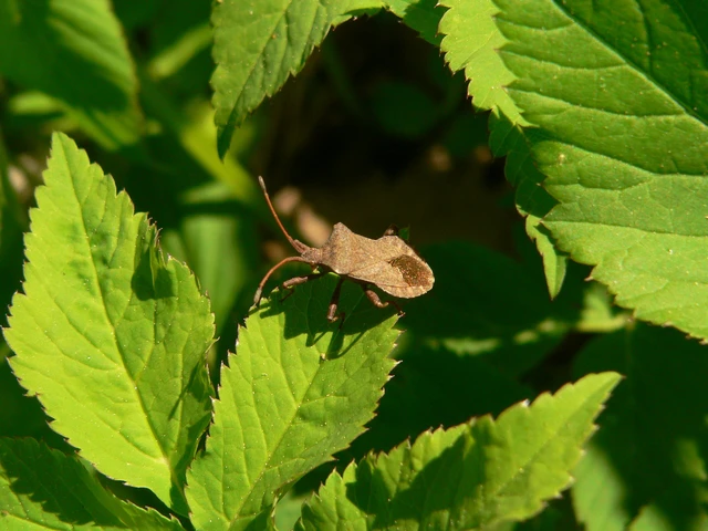 Coreidae - karimáspoloskák