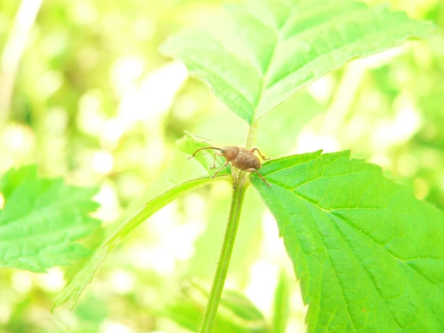 Curculio