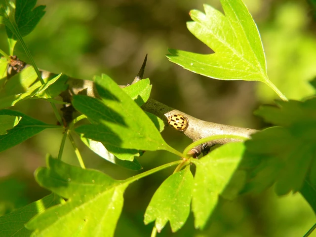 Propylea quatuordecimpunctata - tizennégypettyes füsskata