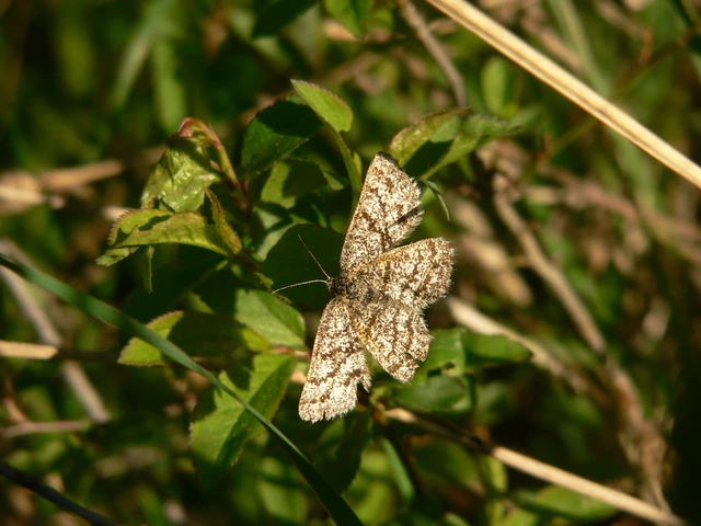 Ematurga atomaria - barna rétiaraszoló