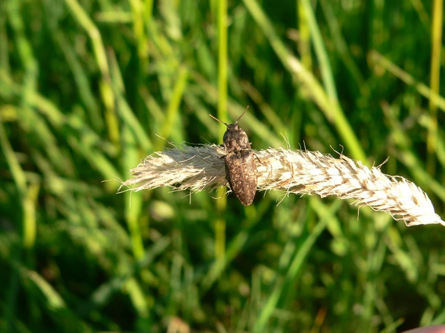 Agrypnus murinus - egérszínű pikkelyespattanó