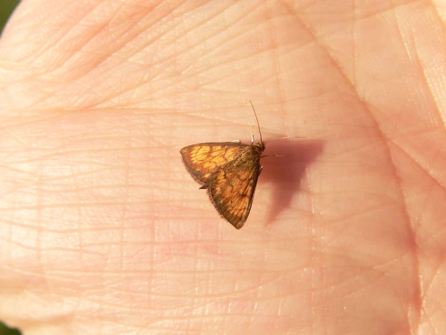 Ecpyrrhorrhoe rubiginalis - rozsdavörös tűzmoly