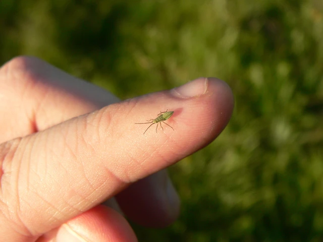 Leptopterna