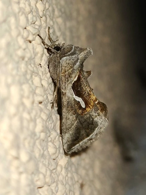 Macdunnoughia confusa - cseppfoltos ezüstbagoly
