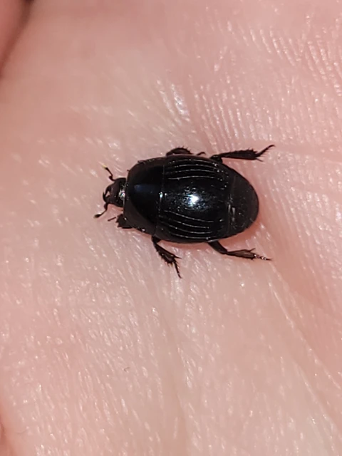 Histeridae - sutabogárfélék