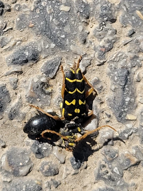 Plagionotus arcuatus - bársonyos darázscincér
