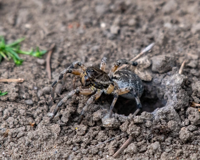 Geolycosa vultuosa - pokoli cselőpók