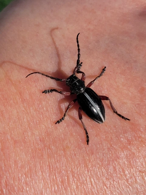 Dorcadion pedestre - kétsávos gyalogcincér Dorcadion pedestre - kétsávos gyalogcincér
